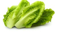 Fresh romaine lettuce leaves arranged in row showing crisp green texture and white ribs, isolated on white background for food and culinary projects.