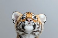 Cute tiger cub looking up with curious expression, isolated on gray background. Adorable wild animal portrait for nature and wildlife projects.