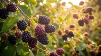 Fresh ripe blackberries growing on thorny bush branches with green leaves in warm golden sunlight during harvest season for organic farming.