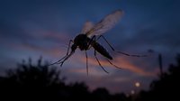 Silhouette of mosquito in flight against twilight sky with dramatic clouds and blurred vegetation, suitable for pest control, disease awareness, and nature documentary projects.