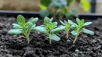 Young green seedlings emerging from dark fertile soil in garden bed with natural bokeh background for agriculture and gardening projects.