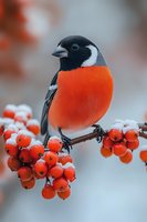 Male Eurasian bullfinch perched on snow-covered rowan berries branch against soft blurred background, vibrant orange-red breast plumage contrasting with black head and wings.