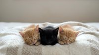 Three adorable kittens sleeping peacefully together on cozy white blanket, orange tabby and black kitten cuddling for warmth and comfort at home.