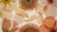 Delicate flower petals in warm peachy and golden tones arranged on white background, suitable for botanical designs, wedding invitations, and decorative projects.