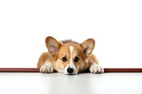 Adorable Pembroke Welsh Corgi puppy lying down with head and paws on red surface against white background, isolated studio portrait.