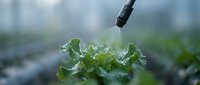 Watering fresh green lettuce seedlings with drip irrigation system in agricultural field during spring growing season.