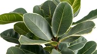 Lush green Ficus elastica leaves close up on white background, showing detailed leaf structure and natural pattern. Isolated rubber plant foliage for design use.