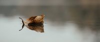 Autumn leaf floating on calm water surface with perfect mirror reflection creating peaceful nature scene for meditation and tranquility concepts.