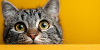 Adorable tabby cat with bright yellow eyes peeking over yellow surface, curious feline expression, domestic pet portrait on vibrant background.