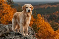 Golden retriever standing on rocky cliff with vibrant autumn foliage in background, overlooking colorful fall forest landscape during sunset.