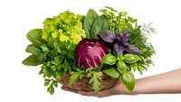 Fresh organic herbs and vegetables in wicker basket held by hands isolated on white background for healthy cooking and gardening concepts.