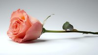 Single peach-colored rose lying on white surface with soft shadow, fresh bloom with delicate petals and green stem showing romantic mood and natural beauty.