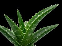 Aloe vera plant with spotted green leaves isolated on transparent background, ready for t-shirt designs, clipart, stickers, print-on-demand products, and sublimation projects.