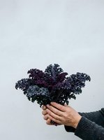 Dark purple kale bunch held in hand against white background, isolated for design use on merchandise, packaging, and promotional materials.