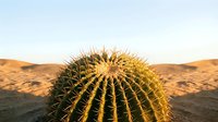 Golden barrel cactus with sharp spines in desert landscape at sunset with warm lighting and sandy hills in background for nature photography projects.