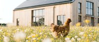 Modern sustainable home with free-range chickens in wildflower meadow showcasing eco-friendly rural lifestyle and organic farming practices.