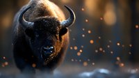 Powerful bison with curved horns in snowy landscape, golden light particles floating around dark fur, wildlife animal portrait for nature and strength themes.