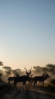 Herd of kudu antelopes crossing dusty safari road at golden hour sunset with acacia trees silhouetted against dramatic sky in African wilderness landscape.