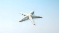 White starfish isolated on clean background for marine themed designs and coastal decor projects.