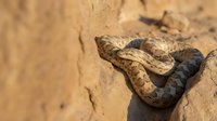 Venomous snake with brown and tan patterned scales coiled on sandy desert ground, suitable for wildlife, nature, and educational content about reptiles and dangerous animals.