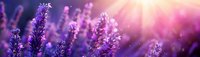 Purple lavender flowers in sunlight with magical pink rays and bokeh effect creating dreamy summer atmosphere in garden at sunset.