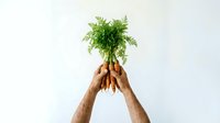 Fresh organic carrots with green leafy tops held up by male hands against white background, suitable for healthy food, agriculture, and farm produce marketing.