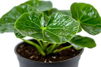 Fresh green Anthurium leaves growing in black pot with soil, showing glossy heart-shaped foliage detail and natural leaf texture on white background.