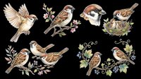 Sparrows and finches in various poses with floral elements, isolated on transparent background. Ready for t-shirt designs, clipart, stickers, sublimation, print-on-demand products, and digital crafts.