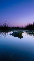 Crocodile floating in calm wetland water at twilight with reeds silhouetted against purple and blue sky, suitable for wildlife and nature editorial use.