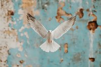 White dove with spread wings flying against weathered turquoise wall with peeling paint, creating artistic contrast between purity and decay. Spiritual peace concept.