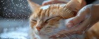 Ginger cat enjoying relaxing bath time with water droplets splashing around, close up view of feline face being washed by caring hands in soft natural light.