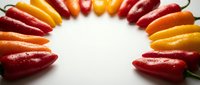 Colorful hot chili peppers arranged in circle on white background. Fresh spicy vegetables in red, orange, yellow colors for cooking and seasoning dishes.