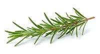 Fresh rosemary sprig with aromatic green leaves isolated on white background for culinary herbs, cooking ingredients and natural seasoning designs.