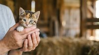 Tabby kitten with white paws held in adult male hands in barn setting. Young cat adoption, pet care, and animal welfare concept for design use.