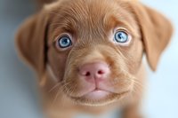 Close up portrait of brown puppy with striking blue eyes looking directly at camera. Soft focus background creates dreamy pet photography effect.