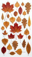 Collection of colorful autumn leaves isolated on white background featuring maple, oak, birch and other tree species in red, orange and brown tones for seasonal design.