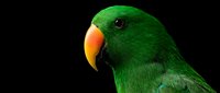 Vibrant green eclectus parrot with orange beak on dark background, close-up portrait of exotic tropical bird for nature and wildlife projects.