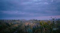 Misty wildflower meadow at dawn with purple sky, golden light filtering through fog over blooming field landscape for nature and environmental design projects.