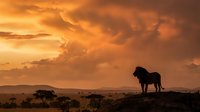 Majestic lion silhouette standing on rocky outcrop against dramatic orange sunset sky in African savanna landscape with acacia trees scattered across plains.