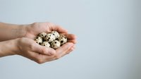 Hand holding a group of speckled quail eggs on white background, suitable for food, nutrition, cooking, and culinary design projects.