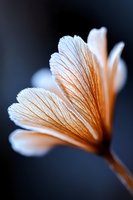 Delicate translucent flower petals in soft peach and white tones against dark background, showing intricate vein patterns and gentle curves. Macro photography art.