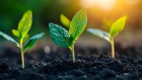 Young green seedlings emerging from rich dark soil with warm golden sunlight creating natural growth and agriculture concept for environmental projects.