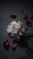 White peony bloom with scattered dark red rose petals on moody black background, dramatic lighting creates romantic atmosphere for wedding and valentine designs.