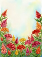 Watercolor celosia flowers border with vibrant red, pink, orange and yellow blooms on soft pastel background with copy space.