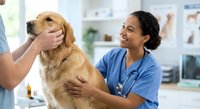 Smiling female veterinarian in blue scrubs examining golden retriever dog during checkup at modern animal clinic with caring pet owner present.
