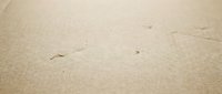 Clean sandy beach surface with fine golden sand texture and small scattered shells for summer vacation backgrounds and coastal design projects.