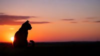 Cat silhouette sitting peacefully during golden hour sunset with warm orange and pink sky colors creating serene outdoor scene for pet and nature themes.