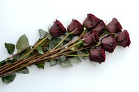 Elegant bouquet of deep burgundy roses with long stems and green leaves arranged on white background for romantic occasions.