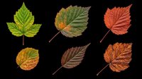 Autumn leaves in various stages of seasonal color change, isolated on transparent background. Ready for clipart, t-shirt design, stickers, print-on-demand products, and sublimation projects.