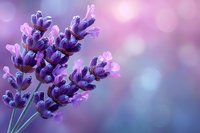Purple lavender flowers with soft bokeh background creating dreamy romantic atmosphere for spa wellness aromatherapy and natural beauty concepts.